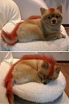 Firefox als Hundchen