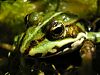 Mal wieder ein Frosch im Teich der Eltern, diesmal lies er mich jedoch auf 2cm heran :)