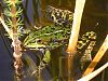 Und nochmal der Frosch, diesmal leider mit Blitz, aber immernoch schoen.