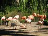 So, endlich im Zoo. Hier seht ihr eine Gruppe Flamingos im Magdeburger Zoo.