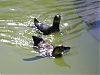 Pinguine die zweite. Tolle Schwimmer sind sie ja.