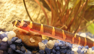 Schlangenfisch